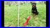Diy Tetherball Dog Toy For Rottweiler 43