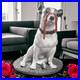Lladro 01009192 Jack Russell with Licorice Dog Figurine #9192
