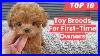 Toy Breeds For First Time Owner Top 10